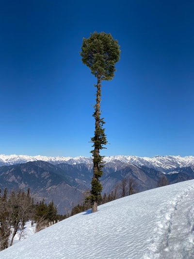 绿色的树在冰雪覆盖山白天
